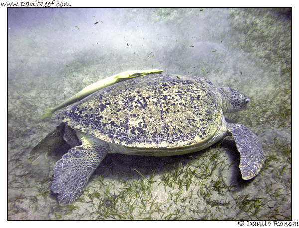 Abu Dabbab - tartaruga verde gigante - Chelonia mydas