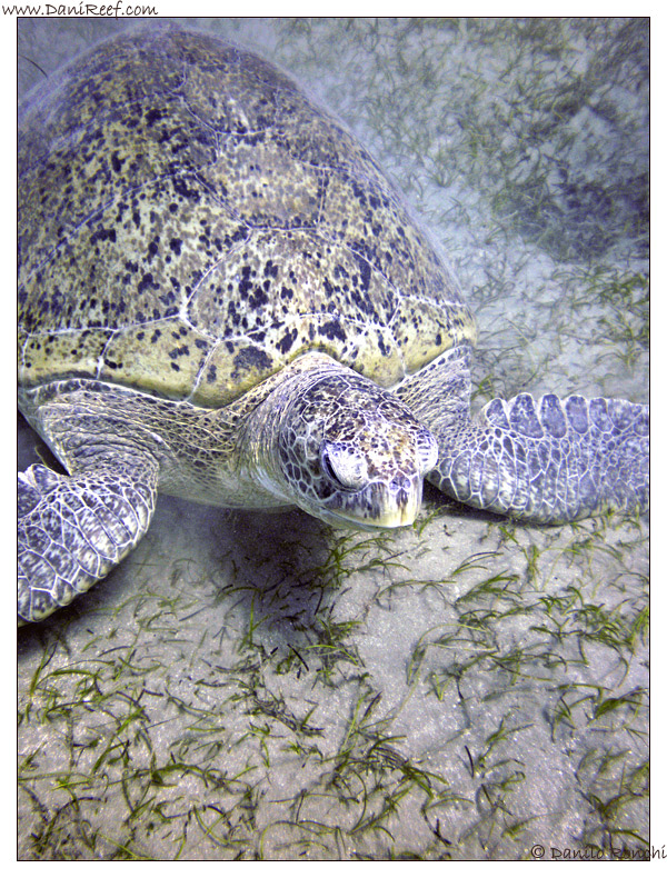 Abu Dabbab - tartaruga verde gigante - Chelonia mydas