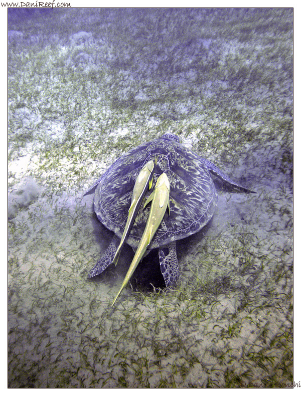 Abu Dabbab - tartaruga verde gigante - Chelonia mydas