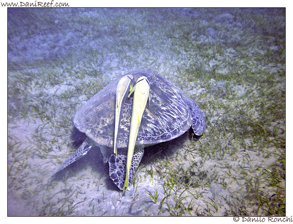 Abu Dabbab - tartaruga verde gigante - Chelonia mydas