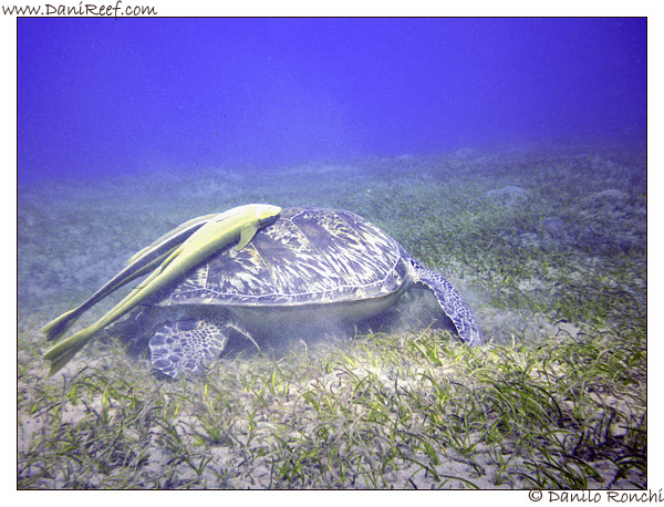Abu Dabbab - tartaruga verde gigante - Chelonia mydas