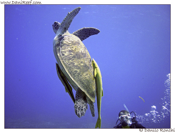 Abu Dabbab - tartaruga verde gigante - Chelonia mydas