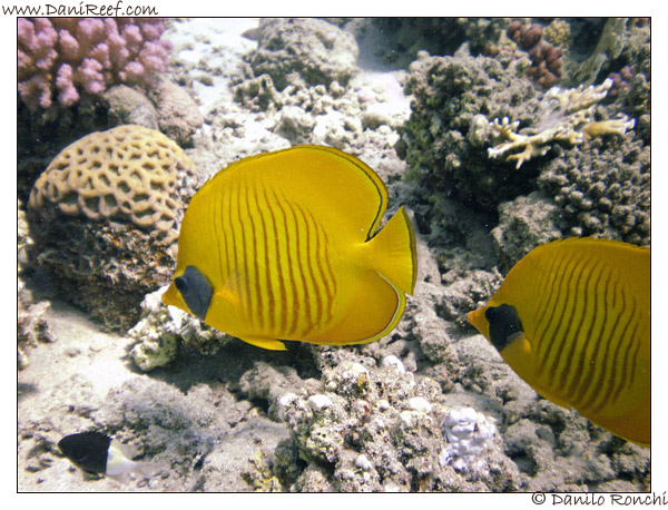 Abu Dabbab - Chaetodon semilarvatus