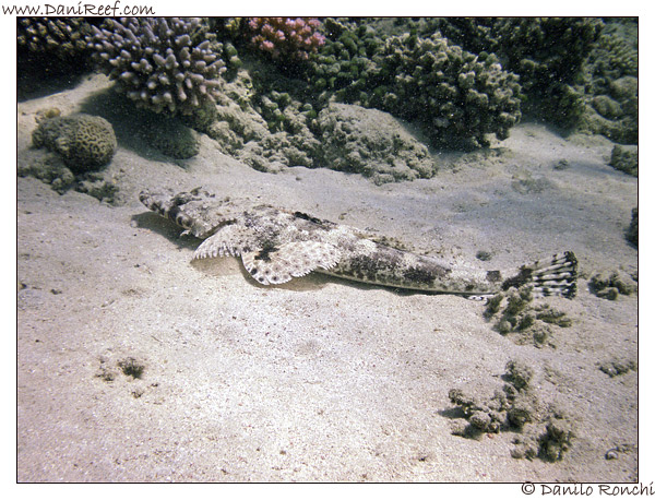Abu Dabbab - Pesce coccodrillo - Papilloculiceps longiceps