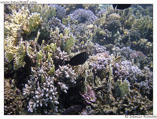 Abu Dabbab - acropore e Zebrasoma desjardinii