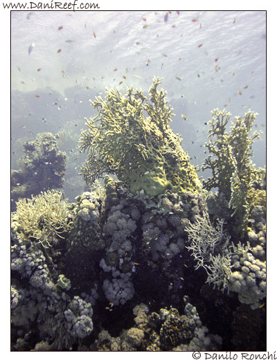 Marsa Asalaya
