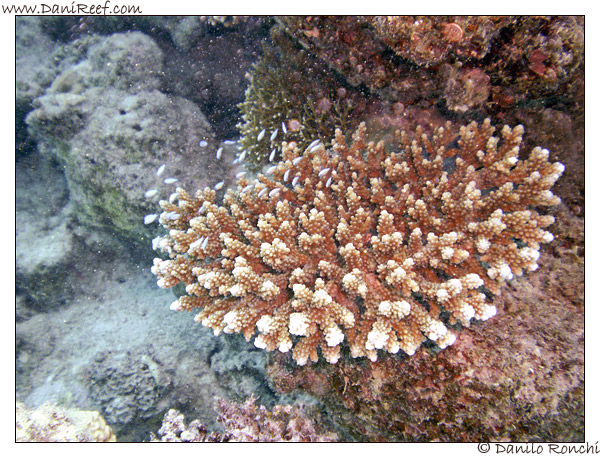 Marsa Asalaya