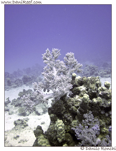 Marsa Asalaya
