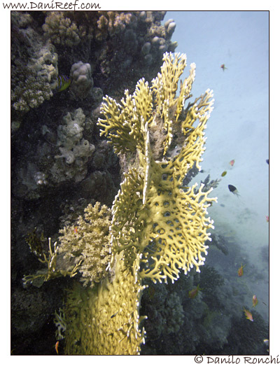 Marsa Asalaya