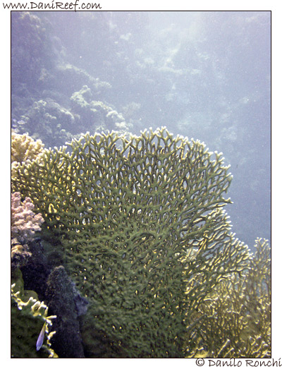 Marsa Asalaya