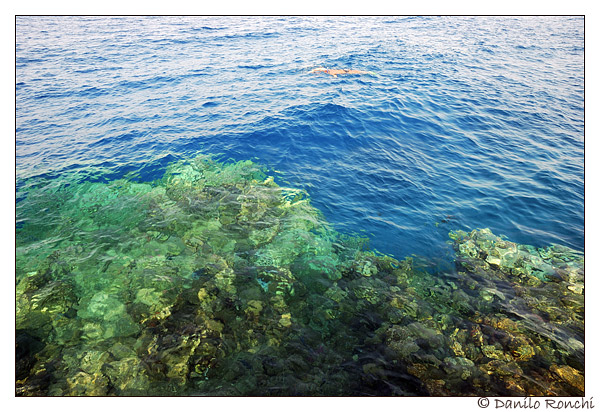 La Salinità in Acquario Marino