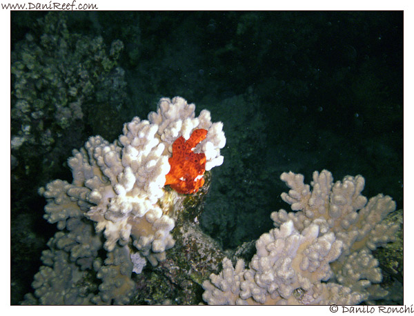House Reef