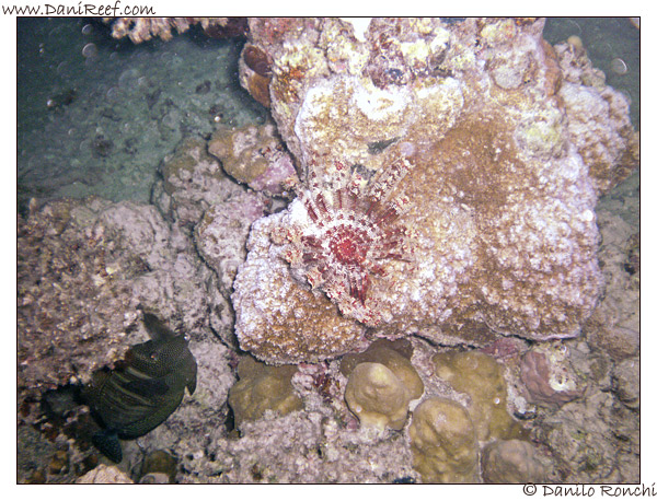 House Reef