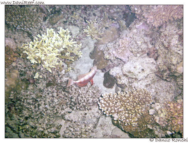 House Reef