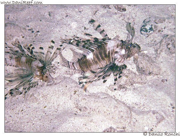 House Reef