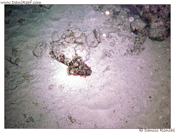 House Reef