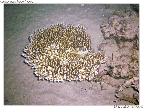 House Reef