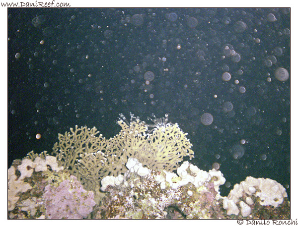 House Reef