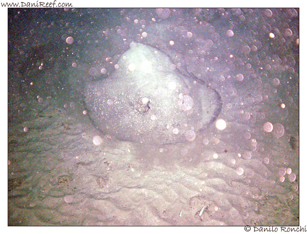 House Reef