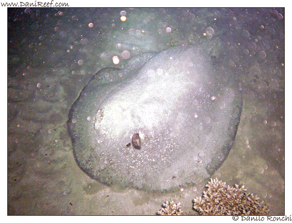 House Reef