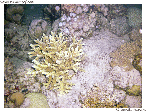 House Reef