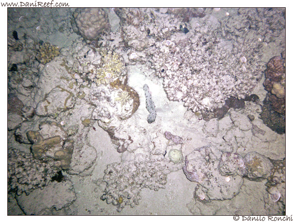 House Reef