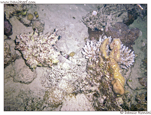House Reef