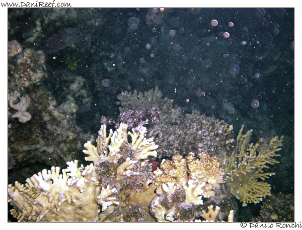 House Reef