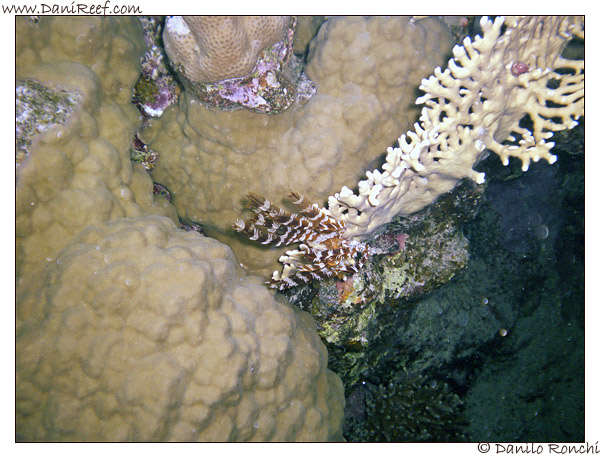 House Reef