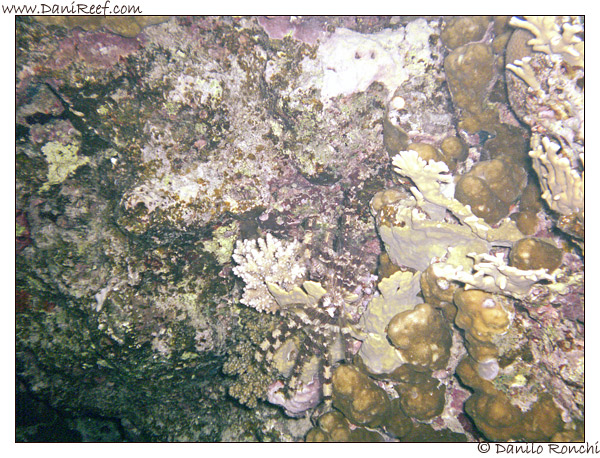 House Reef