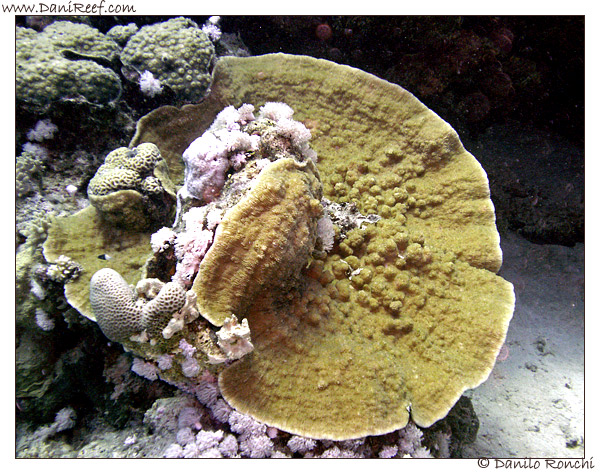 Marsa Murein, montipora fogliosa