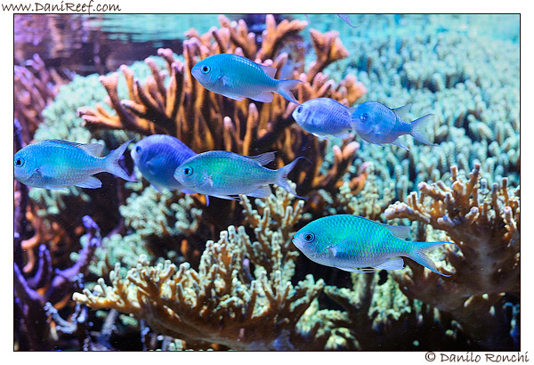Branco di Chromis viridis in acquario