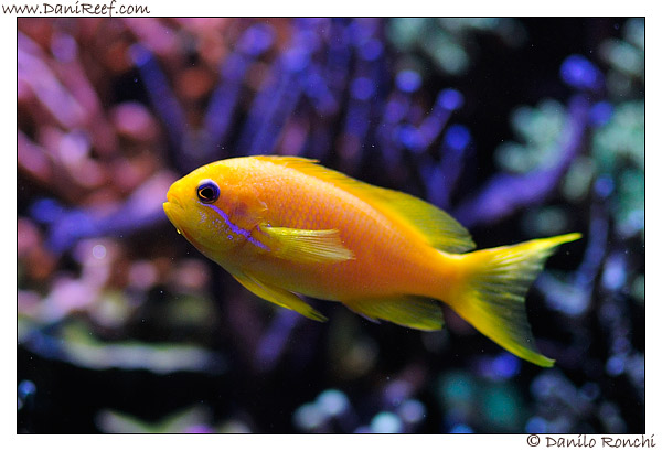 Pseudanthias squamipinnis in acquario marino