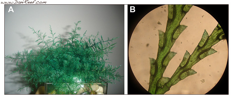 Pianta di Nettuno (Sertularia argentea) Pianta di Nettuno (Sertularia argentea)