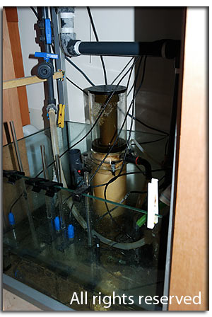 La sump dopo una settimana di assenza e le sonde di limulus in evidenza