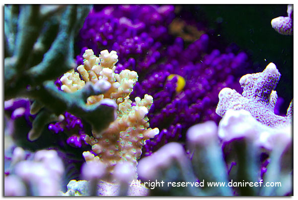 Acropora sp. gialla