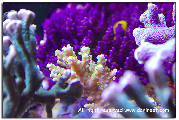 Acropora sp. gialla