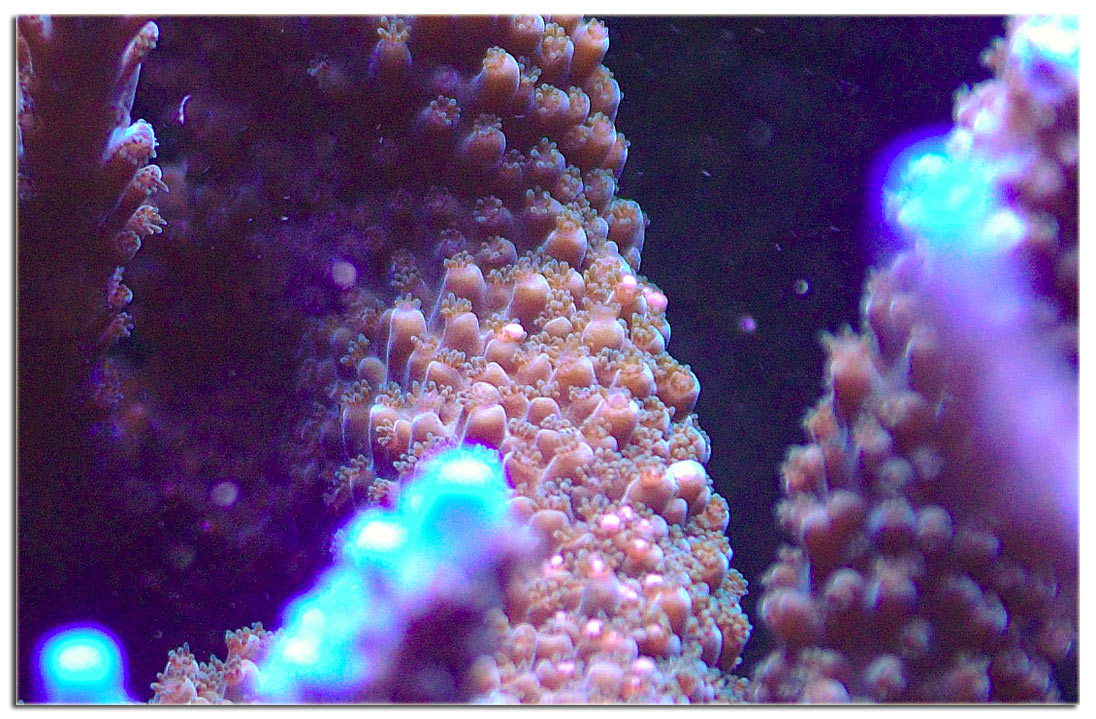 Riproduzione di Acropora microphthalma in acquario