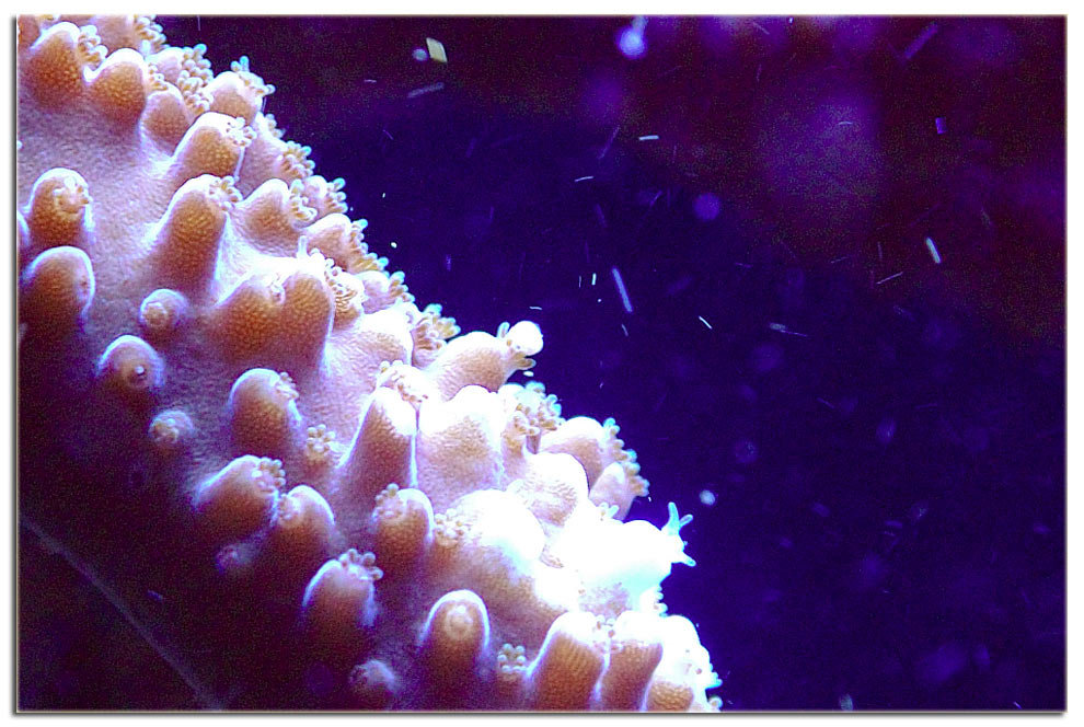 Acropora microphtalma