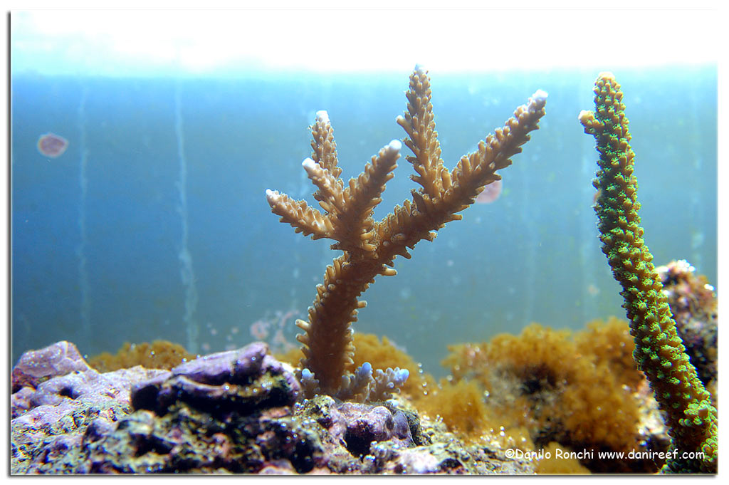 Acropora microphtalma