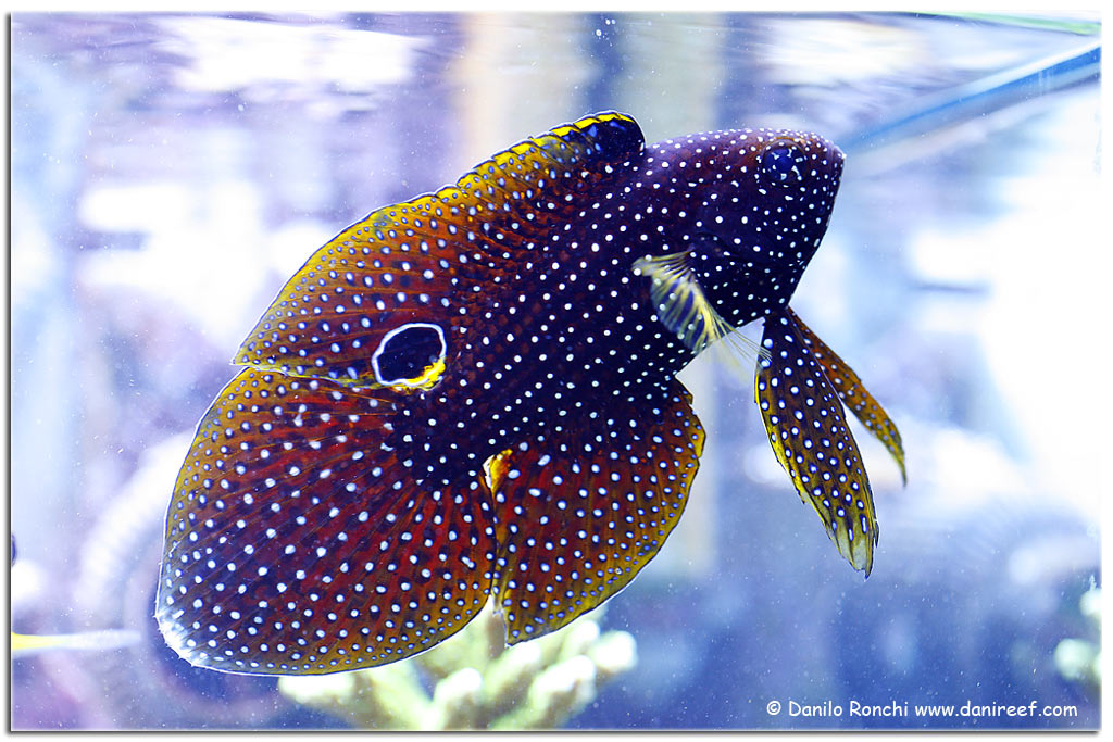 Calloplesiops altivelis