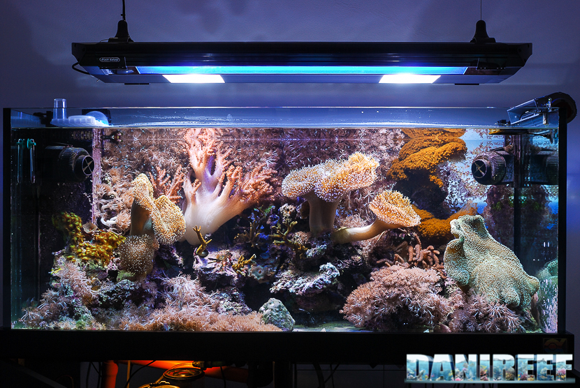 Acquario di coralli molli