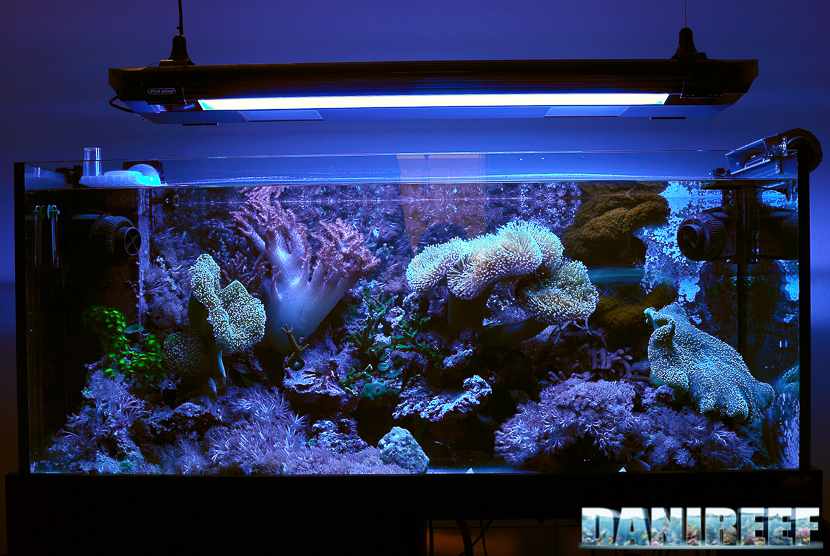 Acquario di coralli molli