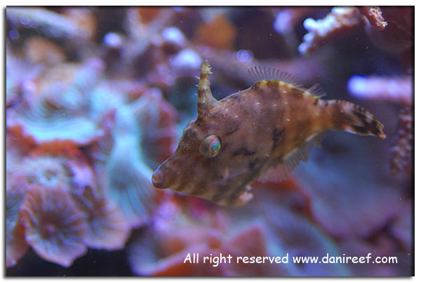 Acreichthys tomentosus: il miglior divoratore di Aiptasie