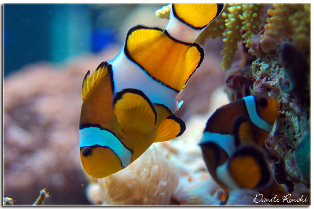 Pesci pagliaccio in acquario (Amphiprion ocellaris) - la nostra guida