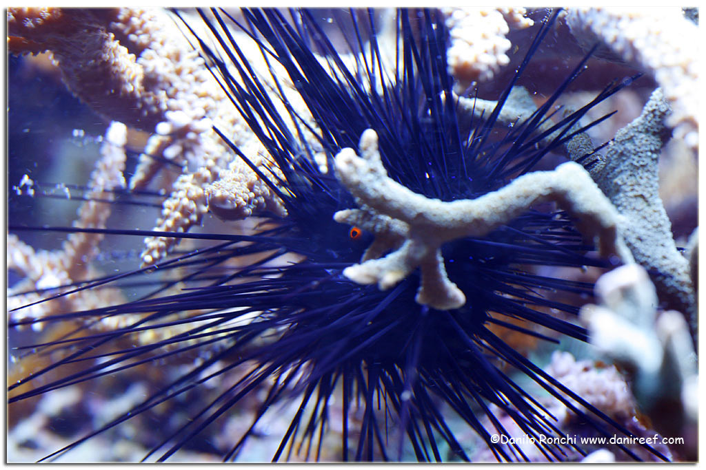 Diadema setosum