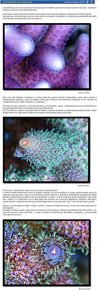 Articolo sulla moltiplicazione batterica