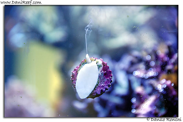 Lumaca che emette sperma in acquario