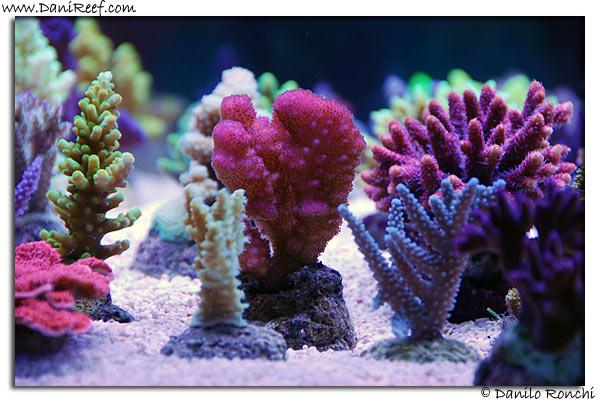 2008 Interzoo Norimberga