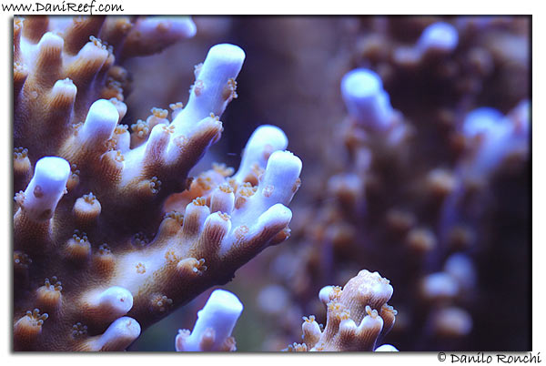 Addio mia ENORME Acropora microphthalma; My huge A. microphthalma has left my home